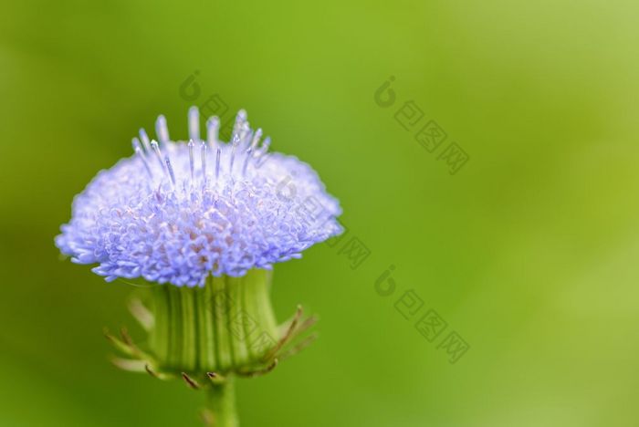特写镜头小蓝色的花特写镜头美丽的一边小花与花粉和蓝色的花瓣杂草的草地绿色模糊背景