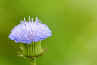 特写镜头<strong>小</strong>蓝色的花特写镜头美丽的一边<strong>小</strong>花与花粉和蓝色的花瓣杂草的草地绿色模糊背景