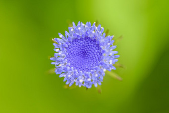 宏前小花美丽的宏中间前小巴德花与蓝色的花瓣开花杂草的草地绿色模糊背景