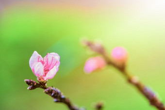 粉红色的花桃子特写镜头<strong>小粉</strong>红色的花桃子李属persica开花的树与阳光春天背景