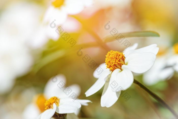 白色花下阳光美丽的白色花下的晚上阳光ZinniaAngustifolianarrowleafZinnia经典Zinnia的花园