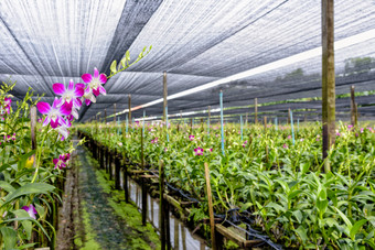 石斛兰花农场粉红色的花花束的阀杆石斛兰花的温室的兰花农场农业行业泰国
