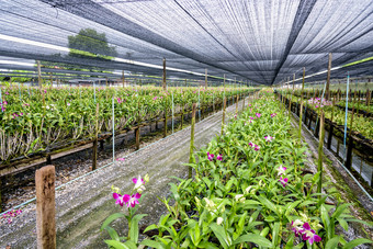 石斛兰花农场粉红色的花花束的阀杆石斛兰花的温室的兰花农场农业行业泰国