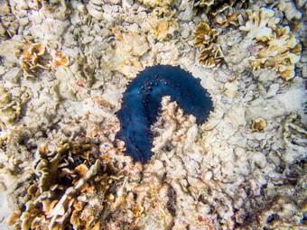 水下照片海黄瓜海参纲海洋动物与黑色的和革质皮肤和细长的身体包含单我岛泰国水下照片海黄瓜