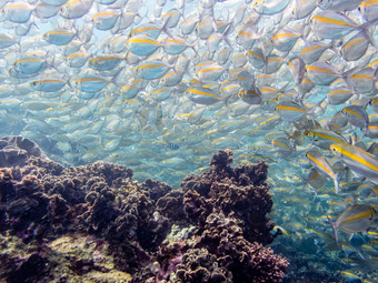 水下照片集团goldband露丝pterocaesio金缕梅海鱼群与明亮的黄色的条纹美丽的游泳以上的珊瑚珊瑚礁KOH什么时候元岛泰国水下照片海鱼群