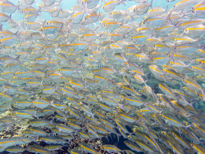 水下照片集团goldband露丝pterocaesio金缕梅海鱼群与明亮的黄色的条纹美丽的KOH什么时候元岛泰国水下照片海鱼群