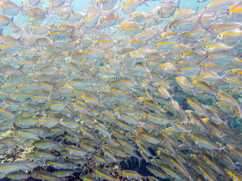 水下照片集团goldband露丝pterocaesio金缕梅海鱼群与明亮的黄色的条纹美丽的KOH什么时候元岛泰国水下照片海鱼群