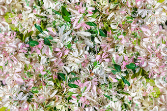 美丽的自然小叶子白色绿色和粉红色的的树皮细胞duice马德拉斯刺为背景小叶子皮细胞duice