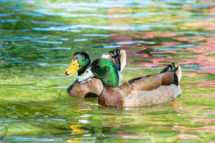 野鸭鸭> <platyrhynchos野生鸭是介绍了宠物色彩斑斓的与绿色头浮动的表面的清晰的水幸福的野鸭鸭