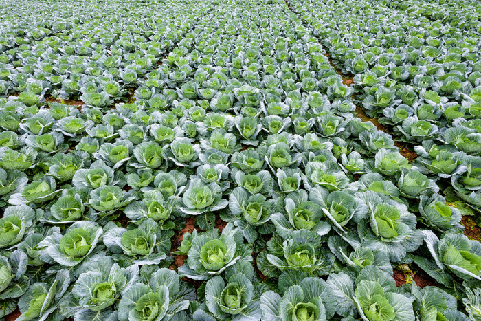 种植园卷心菜芸苔属植物oleracea美丽自然行绿色蔬菜培养区域农业农村高山府塔普伯克碧差汶省泰国卷心菜行培养情节 图片下载 包图网