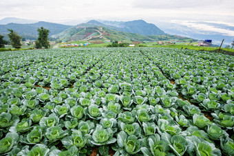 种植园卷心菜芸苔属植物oleracea<strong>美丽</strong>的自然行绿色<strong>蔬菜</strong>的培养区域农业农村的高山府塔普书碧差汶省泰国卷心菜行培养情节