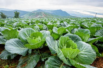 特写镜头卷心菜芸苔属植物oleracea<strong>美丽</strong>的自然行绿色<strong>蔬菜</strong>的培养区域农业农村区域的高山府塔普书碧差汶省泰国卷心菜行培养情节