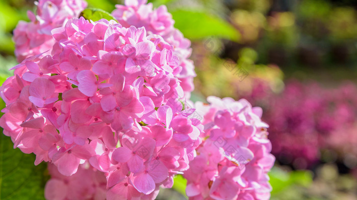 美丽的特写镜头粉红色的绣球花集团绣球花macrophylla花宽屏幕绣球花macrophylla花