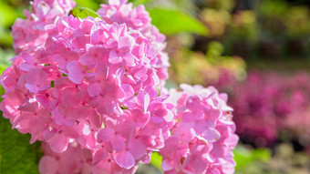 美丽的特写镜头粉红色的绣球花集团绣球花macrophylla花宽屏幕绣球花macrophylla花
