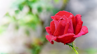 特写镜头红色的玫瑰盛开的的分支的花花园为背景宽屏幕红色的玫瑰盛开的的分支