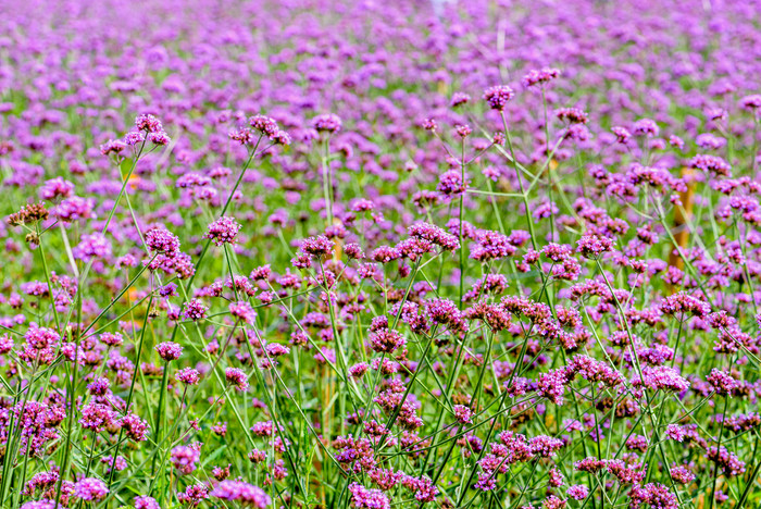 紫色的花场美丽的自然马鞭草属博纳里恩西斯purpletop马鞭草花为背景考县呵呵碧差汶泰国马鞭草属博纳里恩西斯花场