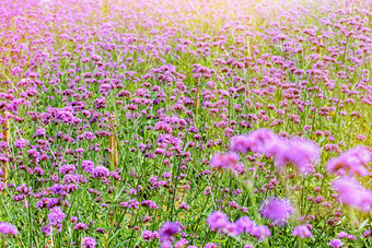 紫色的花场美丽的自然马鞭草属博纳里恩西斯purpletop马鞭草下的阳光的晚上为背景考县呵呵碧差汶泰国马鞭草属博纳里恩西斯花场