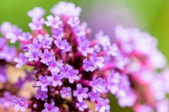 特写镜头紫色的花和水下降美丽的自然马鞭草属博纳里恩西斯purpletop马鞭草花特写镜头马鞭草属博纳里恩西斯花