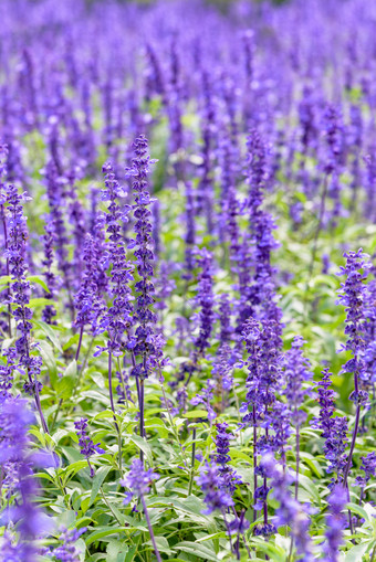 紫色的蓝色的花美丽的自然<strong>鼠尾</strong>草法里纳西娅粉状的杯圣人的花花园紫色的花<strong>鼠尾</strong>草法里纳西娅