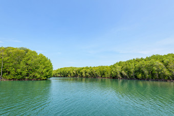 美丽的自然景观红树林森林phante马六甲运河夏天水旅行路线巡航鳄鱼洞穴KOH塔鲁陶国家公园satun泰国红树林森林KOH塔鲁陶泰国