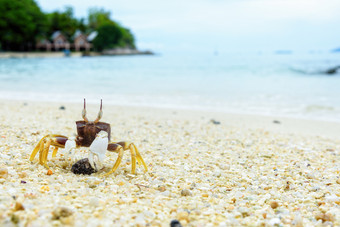 美丽的自然野生动物特写镜头风蟹鬼蟹Ocypode的沙子夏天的海滩附近的海KOH利普岛塔鲁陶国家公园satun泰国特写镜头风蟹的沙子