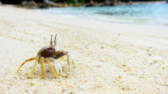 美丽的自然野生动物特写镜头风<strong>蟹</strong>鬼<strong>蟹</strong>Ocypode的沙子夏天的海滩附近的海KOH利普岛塔鲁陶国家公园satun泰国特写镜头风<strong>蟹</strong>的沙子