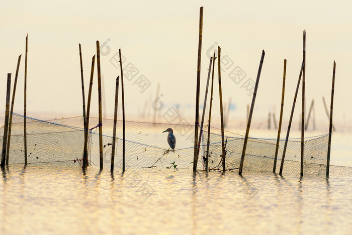 池塘鹭鸟的网是看为鱼食物宋卡湖与反映的金光在日出pakpra运河跟踪先生为博他仑泰国池塘鹭鸟的网是看为鱼食物