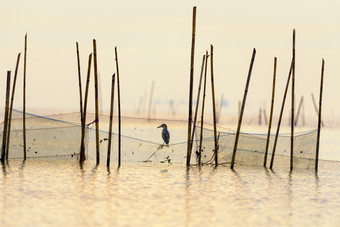 池塘<strong>鹭鸟</strong>的网是看为鱼食物宋卡湖与反映的金光在日出pakpra运河跟踪先生为博他仑泰国池塘<strong>鹭鸟</strong>的网是看为鱼食物