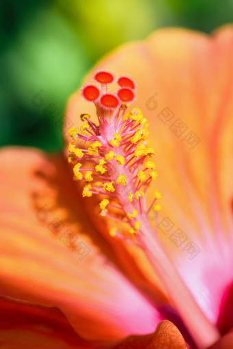 关闭黄色的和红色的花粉宏照片橙色<strong>芙蓉</strong>花美丽的自然热带植物区系宏照片橙色<strong>芙蓉</strong>花