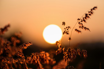 美丽的自然景观明亮的色彩斑斓的的<strong>场</strong>红色的花热带草下的太阳和阳光的草地在日落温<strong>暖</strong>的橙色为的夏天自然背景太阳日落<strong>场</strong>花草