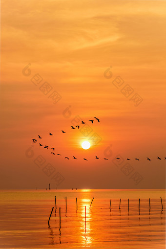 群海鸥鸟飞行行通过的明亮的黄色的太阳橙色光天空和阳光反映的水的海美丽的自然景观日出日落背景泰国海鸥飞行行通过的太阳日落