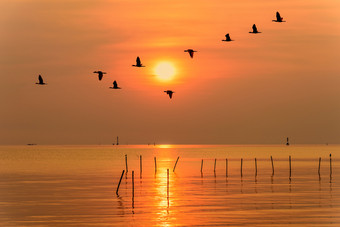 群海鸥鸟飞<strong>行行</strong>通过的明亮的黄色的太阳橙色光天空和阳光反映的水的海美丽的自然景观日出日落背景泰国海鸥飞<strong>行行</strong>通过的太阳日落
