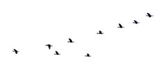 群鸟飞行行高视图轮廓集团鸟飞行美丽的自然野生动物孤立的白色背景轮廓群鸟飞行行