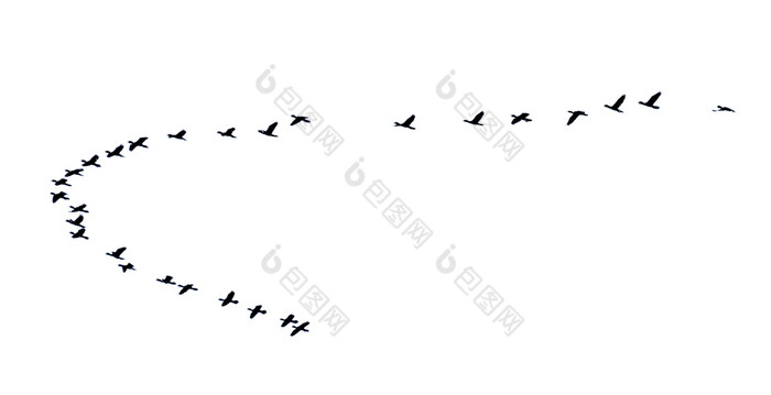 群鸟飞行行高视图轮廓集团鸟飞行美丽的自然野生动物孤立的白色背景轮廓群鸟飞行行