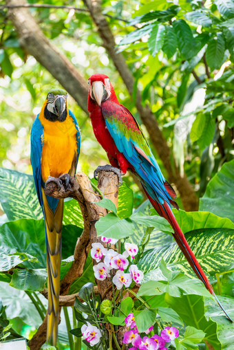 蓝色的和黄金金刚鹦鹉破阿拉鲁纳和绿色长翅膀的金刚鹦鹉破chloroptera可爱的宠物色彩斑斓的鸟美丽的自然野生动物鹦鹉一对红色的和黄色的的绿色背景色彩斑斓的鸟一对金刚鹦鹉