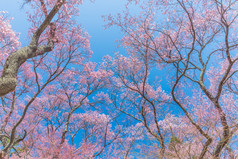 粉红色的樱桃花朵完整的布鲁姆对蓝色的天空日本