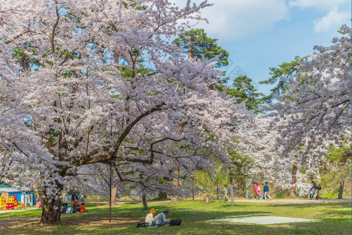 青森县日本4月旅行者参观的不管城堡的宽敞的公共公园那有美丽的粉红色的樱桃开花完整的布鲁姆不管城堡一个的著名的樱桃开花点日本