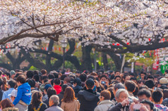 东京日本3月东京人群享受樱桃花朵节日上野公园