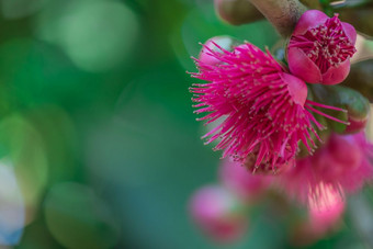 玫瑰苹果花树气味清香马拉肯塞