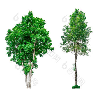 集合绿色树孤立的白色背景为使用建筑设计装饰工作