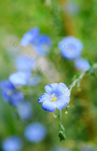 亚麻开花宏拍摄与绿色背景