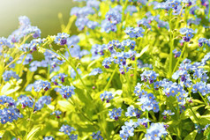 特写镜头的忘记不植物勿忘我草sylvatica这植物有小蓝色的开花和绿色叶子
