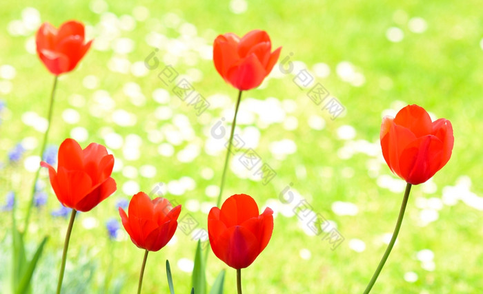 红色的郁金香花园绿色草背景红色的郁金香郁金香花园郁金香草