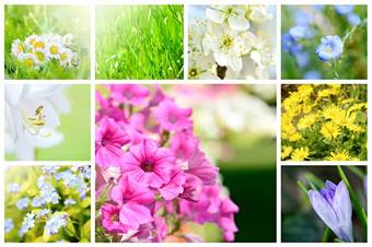 春天自然摘要拼贴画与植物和花花园春天集合背景拼贴画春天主题拼贴画