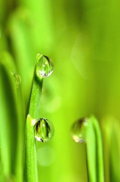 极端的宏日益增长的湿小麦草与雨滴茎