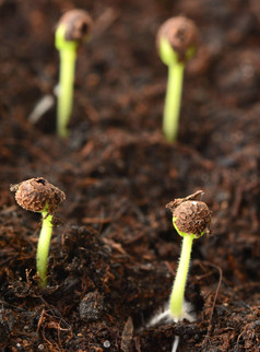 宏拍摄春天小日益增长的幼苗从土壤