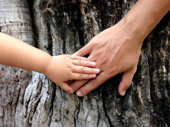 小手小女孩的大爸爸的手对大树背景生态概念