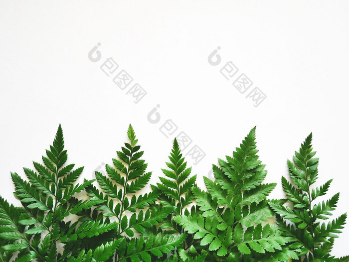绿色蕨类植物叶子白色背景平躺自然概念绿色蕨类植物叶子