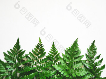 绿色蕨类植物叶子白色背景平躺自然概念绿色蕨类植物叶子