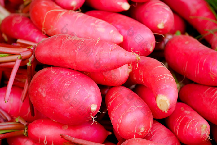 新鲜收获红色的萝卜有机蔬菜农业和园艺概念